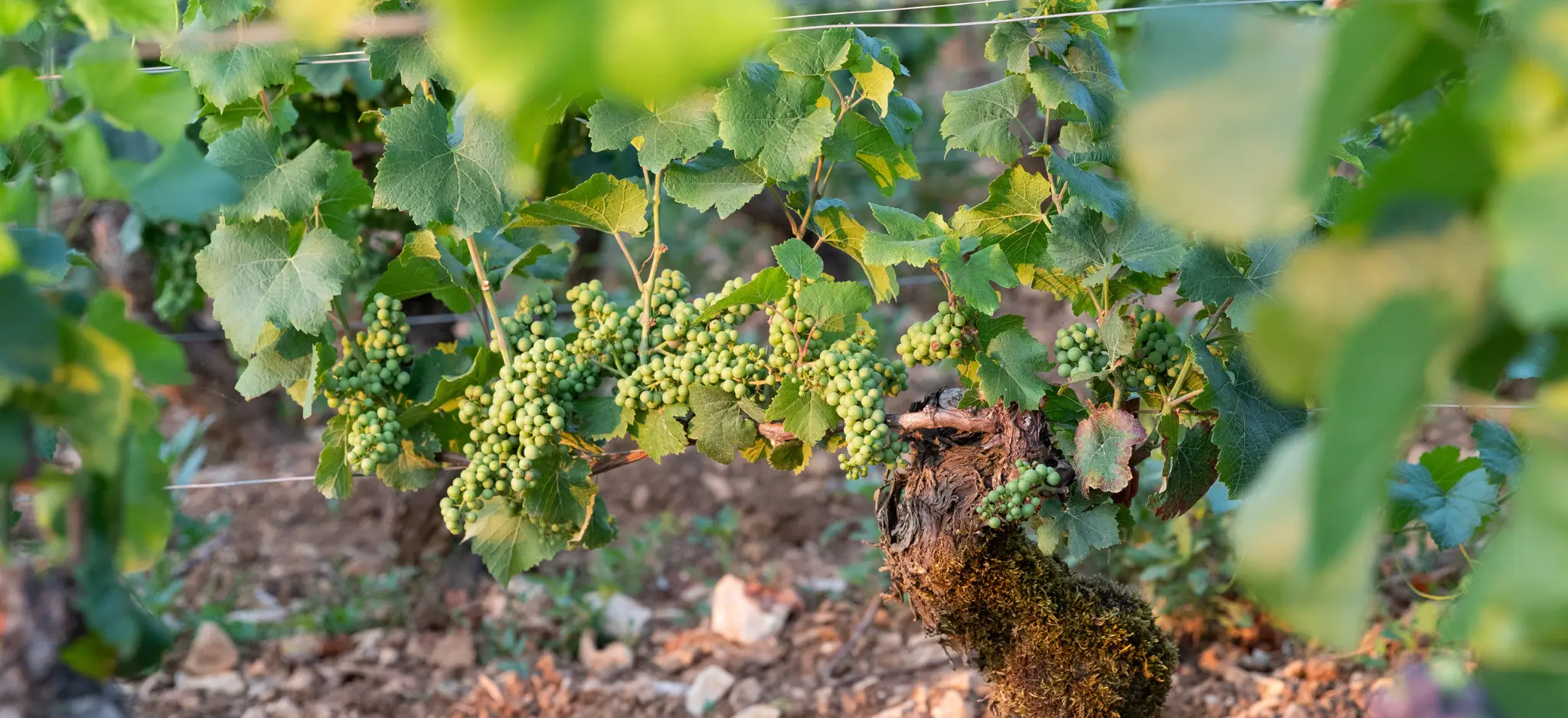 Image d'illustration : vinification et élevage du vin